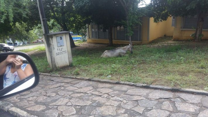 cavalo fonte 1