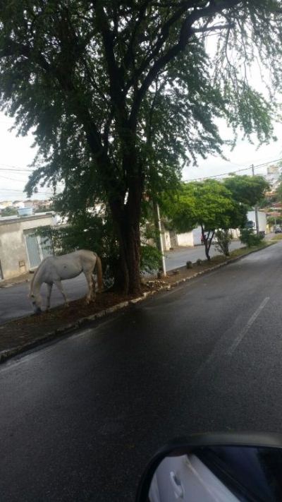 cavalo fonte 2