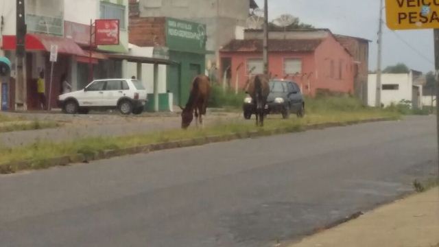 cavalos julio 1