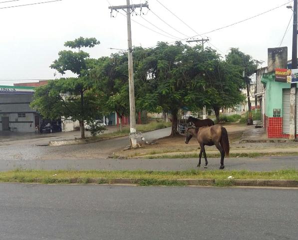 cavalos julio 2