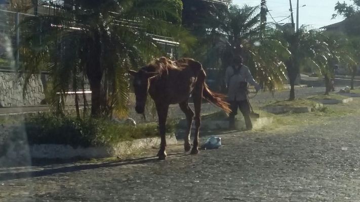 Cavalo