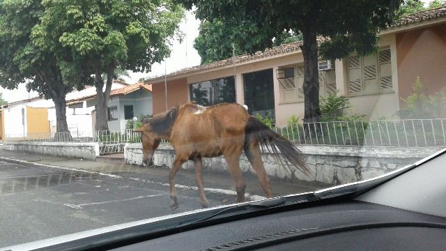 cavalo secao 4