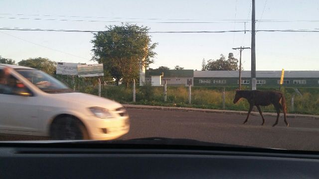 cavalo na julio 1