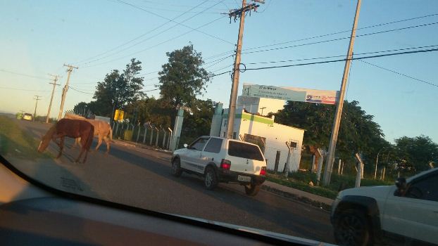 cavalo na julio 3
