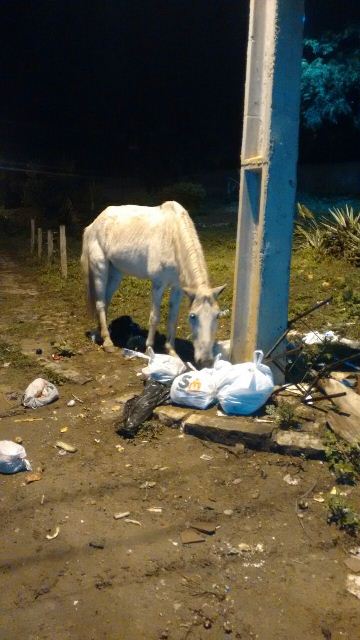 cavalo lixo